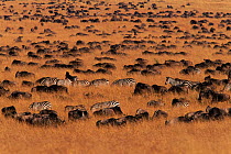 Migrating Wildebeest {Connochaetes taurinus} and Zebra (Equus burchelli) mixed herd, Masai Mara NR, Kenya