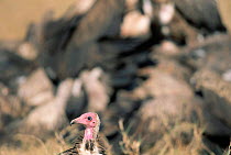 Head profile of Hooded vulture {Necrosyrtes monachus} Masai Mara NR, Kenya