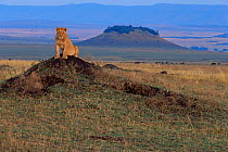 Young male Lion {Panthera leo} sitting on top of termite mound, Masai Mara NR, Kenya