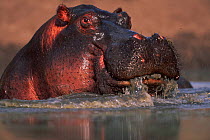 Hippopotamus {Hippopotamus amphibius} in water, Masai Mara NR, Kenya