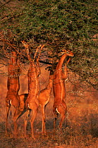 Group of Gerenuk {Litocranius walleri} feeding on leaves. Masai Mara NR, Kenya