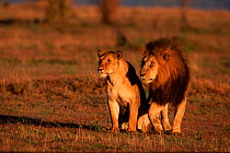 Male and female Lion pair {Panthera leo} on savanna. Masai Mara NR, Kenya