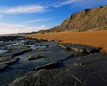 Wave cut platform in marine Atherfield clay, deposists from the Cretaceous period, Isle of Wight, UK.