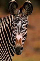 Head portrait of Grevy's zebra (Equus grevyi) Kenya, East Africa