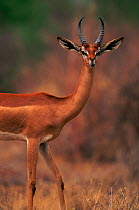 Gerenuk (Litocrnius walleri). Masai Mara NR, Kenya, East Africa