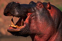 Hippopotamus profile {Hipppotamus amphibius} Masai Mara, NR, Kenya