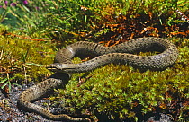 Gravid female Smooth snake basking {Coronella austriaca} Dorset, England, UK