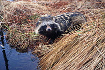 Raccoon dog at river edge {Nyctereutes procyonoides} Belarus, Russia