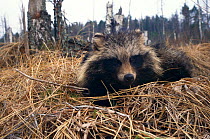 Raccoon dog {Nyctereutes procyonoides}  Belarus, Russia