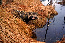 Raccoon dog (Nyctereutes procyonoides) at river edge. Vitebsk, Belarus, Russia