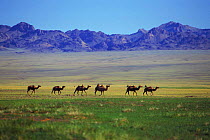 Herd of domestic Bactrian camels {Camelus bactrianus}, Gobi desert, Mongolia.