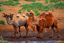 Domestic Bactrian camels {Camelus bactrianus}, one shedding winter coat, Mongolia.