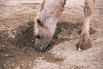 Domestic Bactrian camel {Camelus bactrianus} drinking at spring, Gobi Desert, Mongolia. Camels