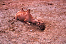Domestic Bactrian camel {C. bactrianus} lying down to reach water at spring, Mongolia.