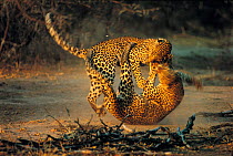 Leopard females fighting - dominant animal on top, Mala Mala Reserve, S. Africa.