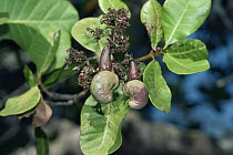 Close-up of nuts on Cashew plant {Anacardium occidentale}, India.