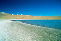 On the shores of Tsomoris Lake (salt lake), Ladakh, North East India