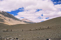 Nomadic people on hillside, with sheep and goats, Ladakh, North East India