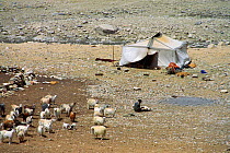 Nomadic people tending sheep and goats, with tent shelter, Ladakh, North East India