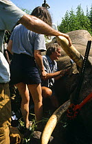 Dr Ian Douglas-Hamilton fitting GPS satellite tracking collar to bull African elephant (Loxodonta africana) East Africa