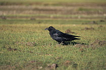 Side profile of Common raven {Corvus corax} standing on grass. Ladakh, NE India