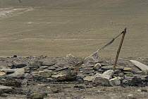 Head of dead snow leopard near old prayer flags. Ladakh, NE India