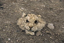 Head of dead Snow leopard {Panthera uncia}. Ladakh, NE India