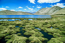 Alpine lake with semi-submerged permafrost vegetation, Ladakh, North East India