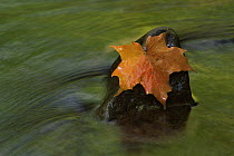 Maple leaf caught on stone in river flow, USA