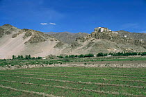 She monastery in the Indus Valley, Ladakh, North East India