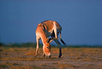Khur (Asiatic wild ass) scratching ear with hoof {Equus hermionus khur}, India