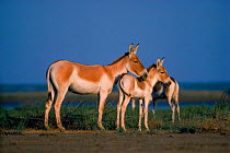 Side profile of adult & foal Khur (Asiatic wild ass) {Equus hermionus khur}, India