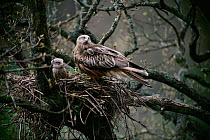 Red kite pair at nest {Milvus milvus} mid-Wales, UK