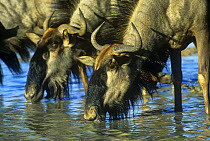 Wildebeest {Connochaetes taurinus} drinking rainwater, Kalahari Gemsbok / Kgalagadi Transfrontier NP, South Africa