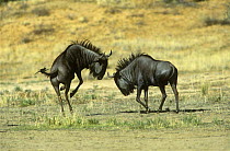 Wildebeest (Connochaetes taurinus) dominant male displaying to another male, Kalahari Gemsbok / Kgalagadi Transfrontier NP, South Africa