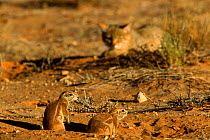 African wild cat (Felis sylvestris libyca) stalking Ground squirrel (Xerus sp.). Kalahari Gemsbok NP, South Africa
