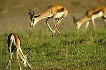 Springbok (Antidorcas marsupialis) leaping, Kalahari Gemsbok NP, South Africa
