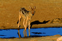 Black backed jackal (Canis mesomelas) drinking. Kalahari Gemsbok NP, South Africa