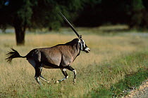 Oryx (Oryx gazella) running. Kalahari Gemsbok NP, South Africa