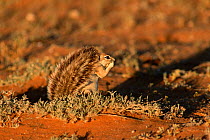 African ground squirrel {Xerus sp} pregnant female uses tail for shade Kalahari Gemsbok NP S Africa