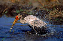 Juvenile Yellow billed stork bathing {Mycteria ibis} Moremi WR, Botswana