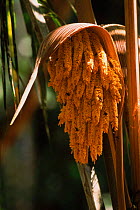 Palm flowers with bees {Attalea sp} Yasuni NP, Ecuador