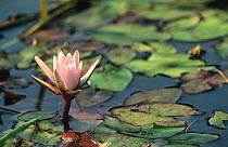 Water lily flower (Nymphaea nouchali) Okavango Delta, Botswana, Southern Africa