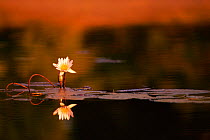 Water lily flower reflected {Nymphaea nouchali} Okavango Delta, Botswana