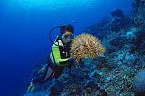 Diver with Crown of thorns starfish {Acanthaster planci} Indo-Pacific ocean