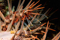 Tube feet and spines of crown of thorns starfish {Acanthaster planci}. Philippines