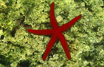 Red seastar {Echinaster sepositus} Greece