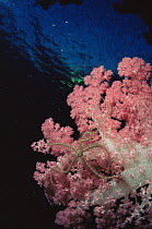 Brittlestar {Ophiothrix purpurea} on soft coral {Dendronepthya} Red Sea