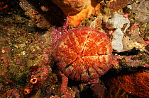 Sea urchin {Asthenosoma varium} Sulawesi, Indonesia