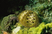 Sea urchin {Microcyphus rousseaui} Indo-pacific ocean